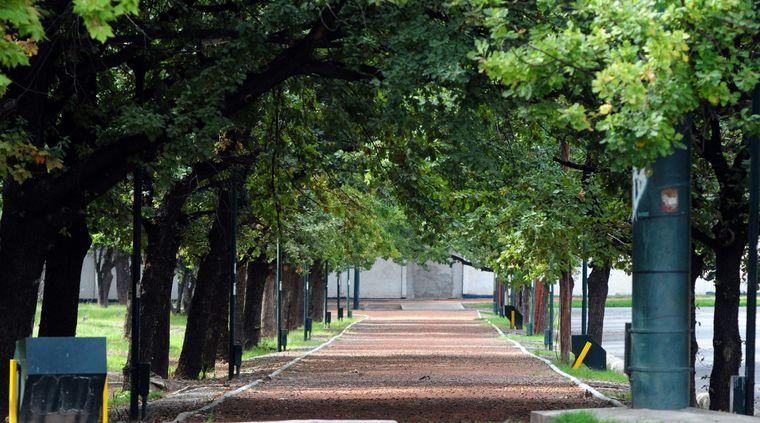 Una entidad denuncia que las especies del parque se están secando . Foto: ALF PONCE / MDZ