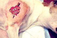 polemico: tatuo a su perro y lo odian por ello polemico: tatuo a su perro y lo odian por ello