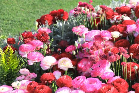 La clave para mantener el jardín con colores vibrantes. La clave para mantener el jardín con colores vibrantes.