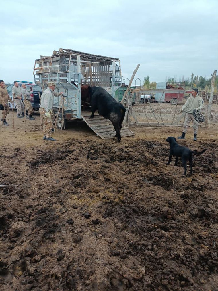 En total se recuperaron trece equinos, siete vacas, diez cabras, diez ovejas, siete cerdos adultos y diez lechones En total se recuperaron trece equinos, siete vacas, diez cabras, diez ovejas, siete cerdos adultos y diez lechones