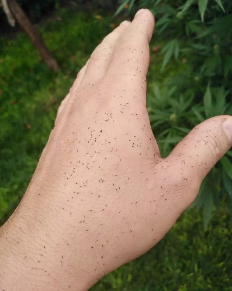 Los insectos invadieron el AMBA y generaron dudas para muchos al notar que les generaban una extraña picazón Foto: Noticias Argentinas