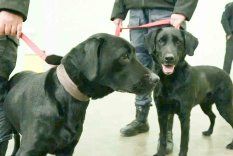 ibra y canela, las perras entrenadas para detectar celulares en las carceles de mendoza ibra y canela, las perras entrenadas para detectar celulares en las carceles de mendoza