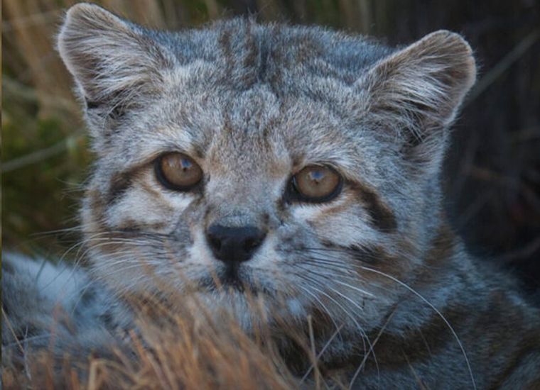 El gato andino fue visto por última vez en abril.