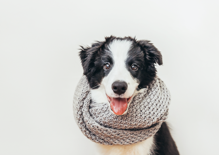Las mascotas necesitan protección en invierno.&nbsp;