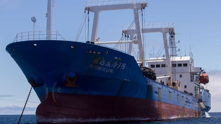 Barcos chinos además de pescar calamares de forma ilegal en Mar Argentino están arrasando con lobos y elefantes marinos