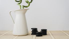 Plantas que armonizan. Foto: Fuente: Freepik Plantas que armonizan. Foto: Fuente: Freepik