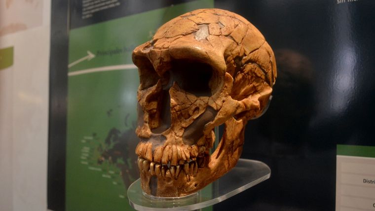 Cráneo de neandertal de la colección del Museo de La Plata utilizado para la investigación científica Foto: Conicet - R. Baridón.