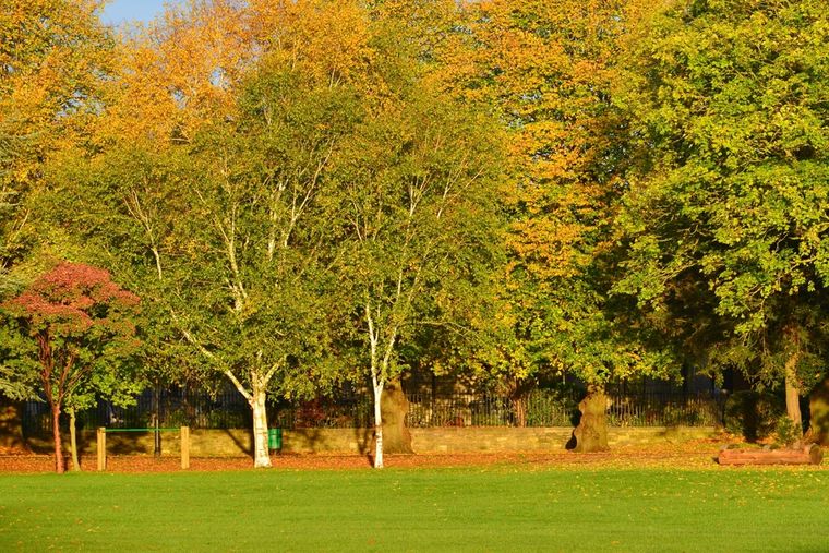El fresno americano es uno de los árboles que más rápido crece y da sombra en verano. Foto: Shutterstock