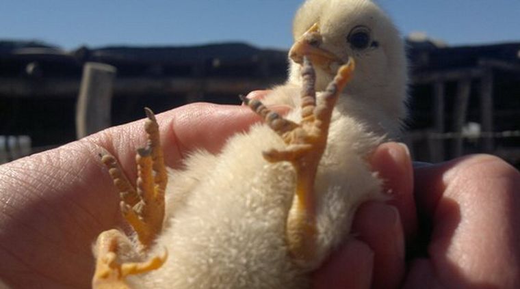 Foto: El cuco digital