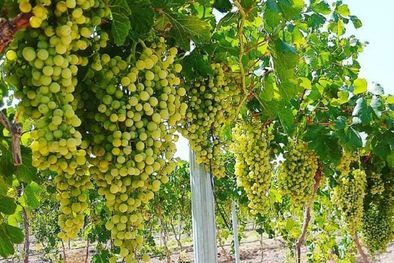 MDZol | El cultivo de vid podría ser más eficiente a partir de algunos cambios en el sistema de riego, poda y cosecha Foto: Gentileza