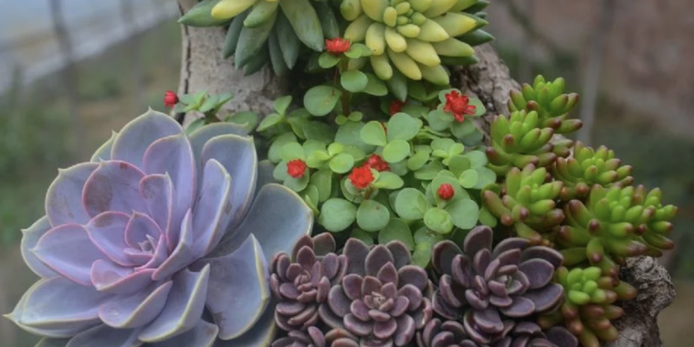 Algunos consejos para cuidar las suculentas de tu jardín Foto: pixabay