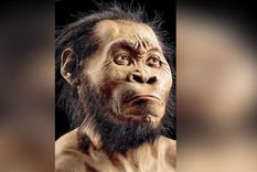 Los homínidos son nuestros ancestros. Foto: Dpa.