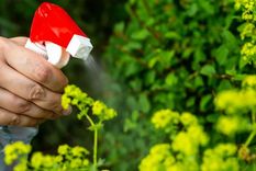 Foto: Auburn Citizen - auburnpub.com