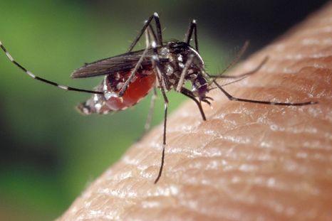 Se reveló por qué los mosquitos pican más a unas personas que a otras. Se reveló por qué los mosquitos pican más a unas personas que a otras.