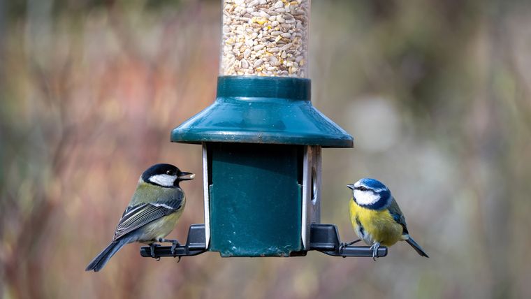 Los pájaros tienen diferentes hábitos alimenticios y requieren no solo diferentes tipos de comederos, sino también una ubicación específica para que puedan acceder a ellos. Los pájaros tienen diferentes hábitos alimenticios y requieren no solo diferentes tipos de comederos, sino también una ubicación específica para que puedan acceder a ellos.