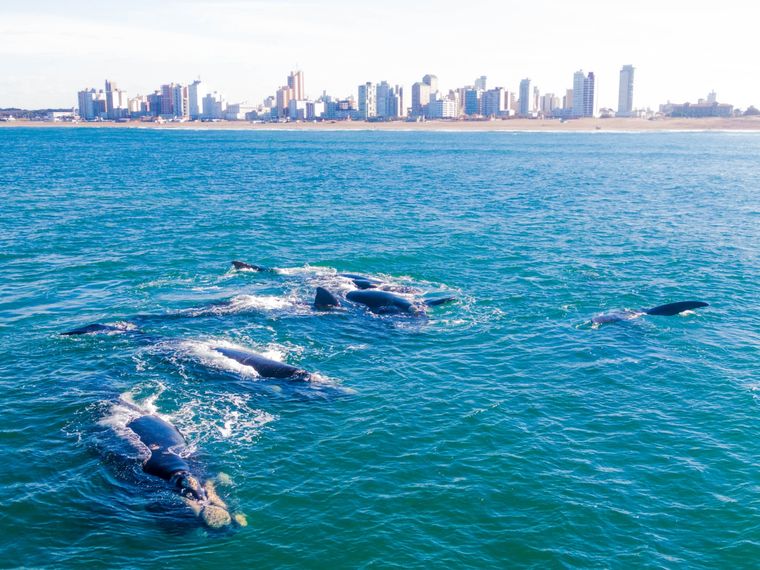 Las ballenas frente a la costa de Necochea Foto: Emilio Gómez