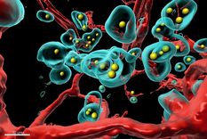 Un fragmento de tumor reducido a la completa transparencia y escaneado bajo microscopio en 3D: vasos sanguíneos en rojo, células del tumor en turquesa, anticuerpos en amarillo. Foto: Universidad de Zúrich / Plückthun Lab