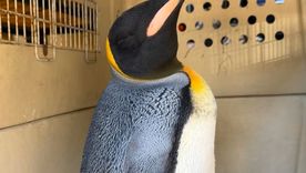 sorpresa en vicente lopez: rescataron un pingüino rey herido en la costa