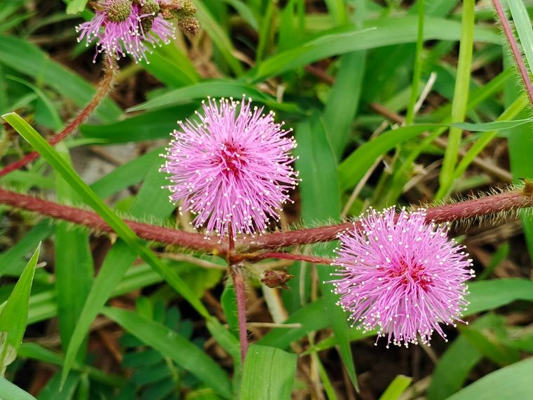 Una planta que llama la atención con sus colores vibrantes.&nbsp;