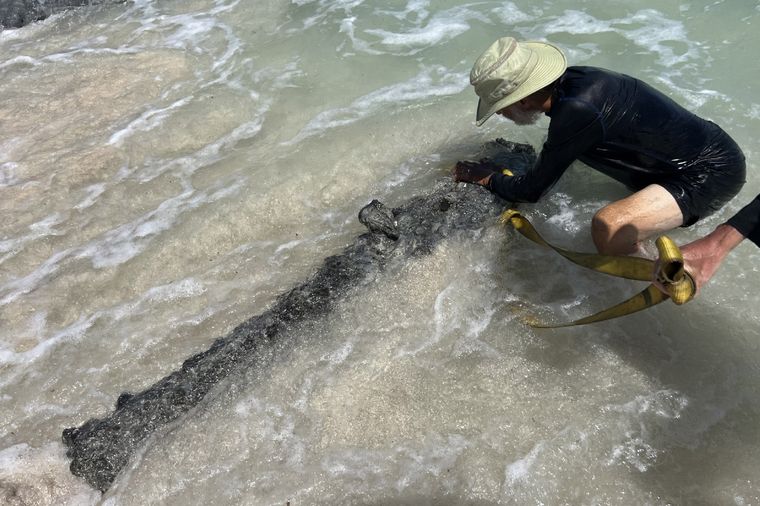 El descubrimiento lo hizo un pescador Foto: EFE/ Mark Martin