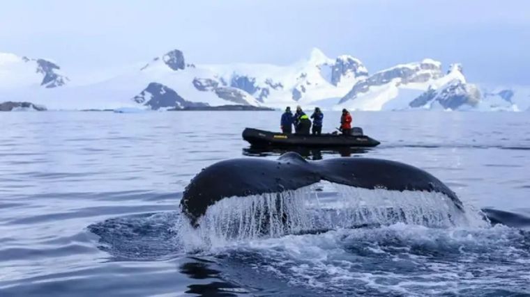 Las ballenas jorobadas migran anualmente desde zonas de reproducción tropicales hasta áreas de alimentación en aguas más frías. Foto: BBC/Victoria Gill