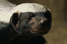 valientes: tejones meleros se enfrentan a una manada de leones