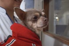 El proyecto busca reducir el estrés y la ansiedad en los pacientes de terapia intensiva Foto: Screenshot