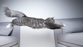 ¿Por qué los gatos corren como locos a determinada hora? La respuesta en la nota. Foto: Purina ¿Por qué los gatos corren como locos a determinada hora? La respuesta en la nota. Foto: Purina