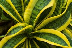 Dracaena es el nombre científica de sansevieria Foto: Pixabay