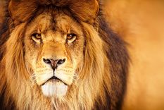 Foto: FOTO: SHUTTERSTOCK