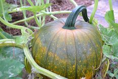 aprende a cultivar tus propias calabazas gigantes para halloween