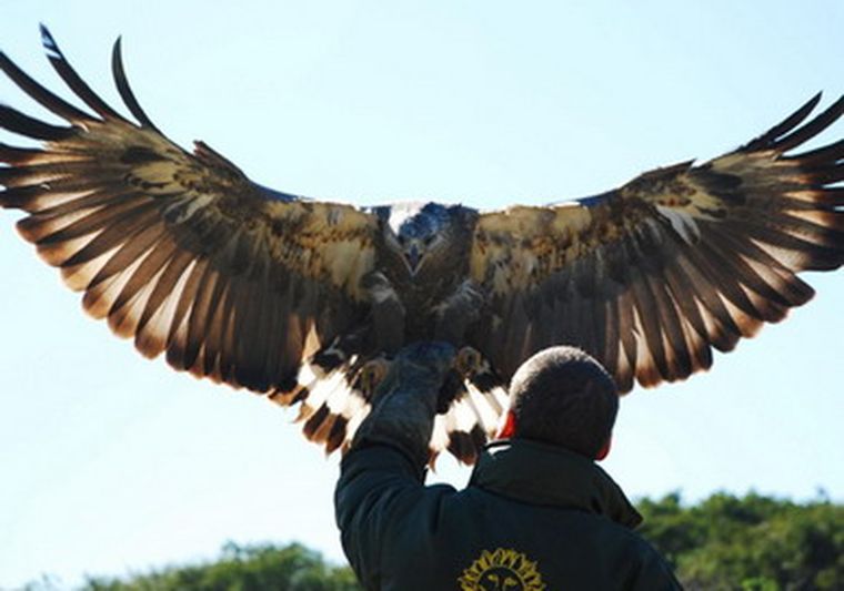 Shampalwe, el águila de Ñacuñán. Foto: Gentileza Infobae