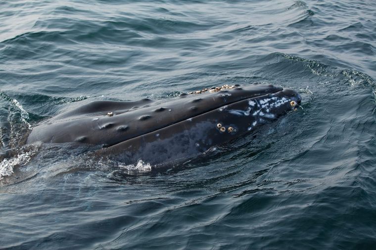 Las ballenas tienen estadías cada vez más largas en la costa de Mar del Plata Foto: Shutterstock
