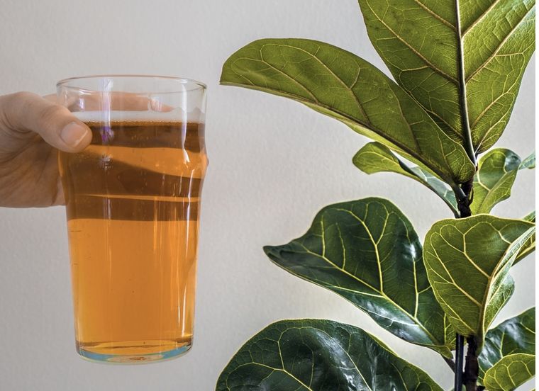 El té es el gran aliado de tus plantas Foto: Shutterstock