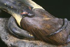 La obra será restaurada hasta la primavera 2024 Foto: Museum Frankfurt Senckenberg