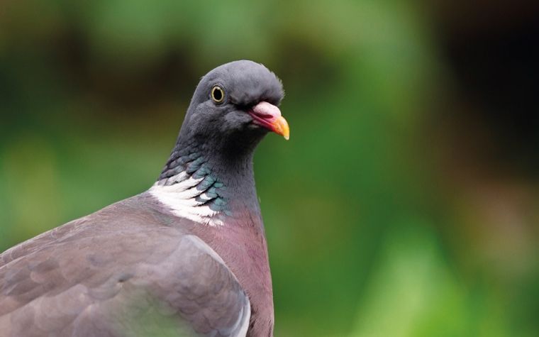 Las palomas pueden hacerle mucho daño a nuestro jardín. Foto: iStock
