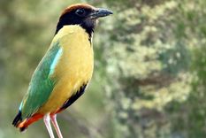 Las pittas han sido parte central de esta investigación sobre aves migratorias. Foto: Wikipedia.