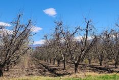 Los frutales que estaban en etapa de floración sufrieron pérdidas totales por el granizo en el Valle de Uco.