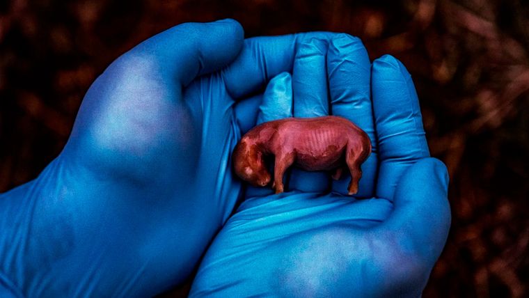 Este feto macho de rinoceronte blanc, de 70 días de edad, es el resultado de la primera fecundación in vitro de embriones de rinoceronte realizada con éxito. Foto: National Geographic