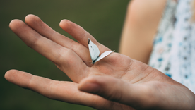 Qué significa y qué hacer si una mariposa entra a tu casa. Foto: Archivo Qué significa y qué hacer si una mariposa entra a tu casa. Foto: Archivo