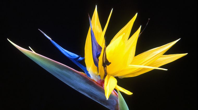 Foto: plumeria2u.co.uk