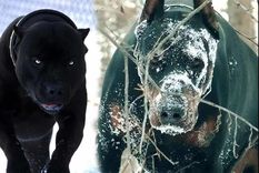 El Familiar estaría aterrorizando a Salta. Foto: infomistico.com