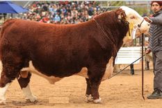 “Místico” es el toro de la Raza Polled Hereford que este martes fue el primero en ingresar a la Exposición Rural de Palermo. Foto: X de @tiempoagro1