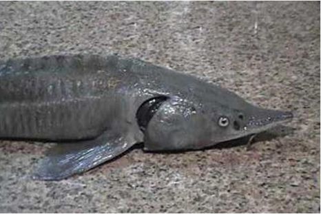 El misterio de los peces de origen ruso en el Paraná