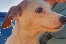 El rescate de Millie involucró un dron y una salchicha. El rescate de Millie involucró un dron y una salchicha.