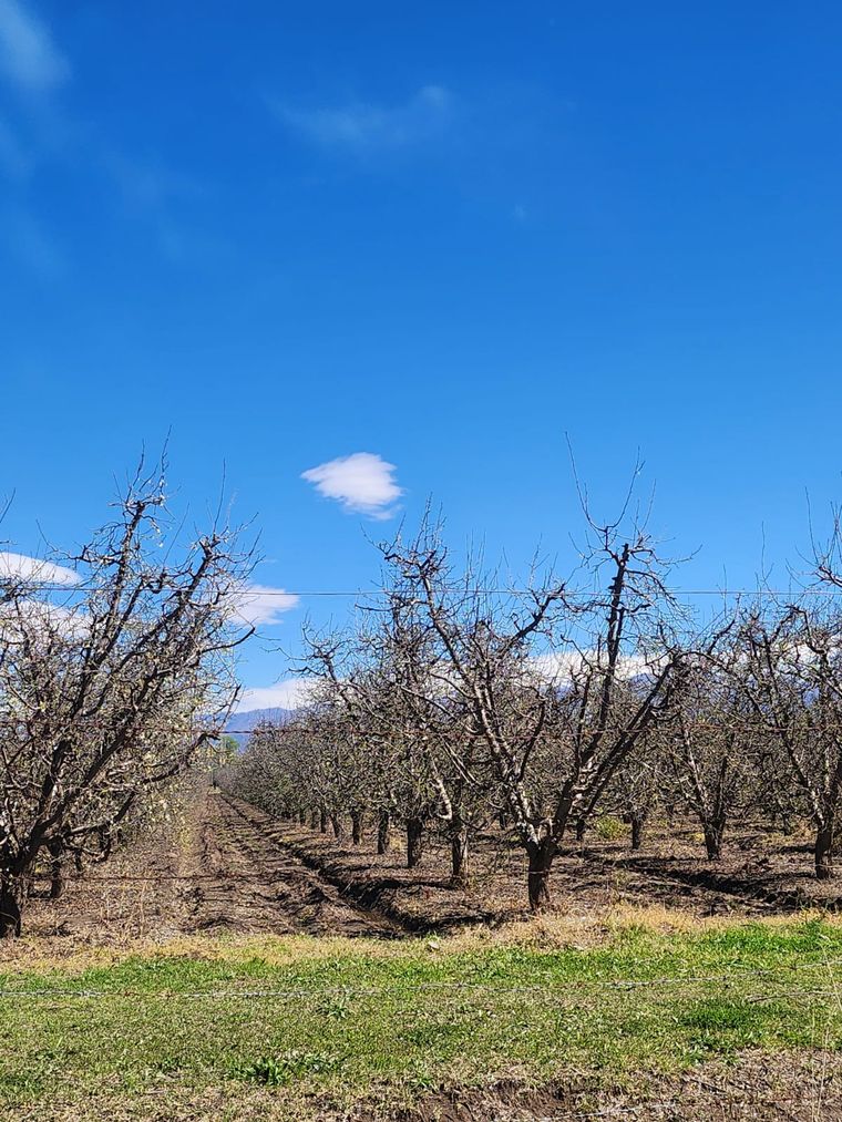 Los frutales que estaban en etapa de floración sufrieron pérdidas totales por el granizo en el Valle de Uco.