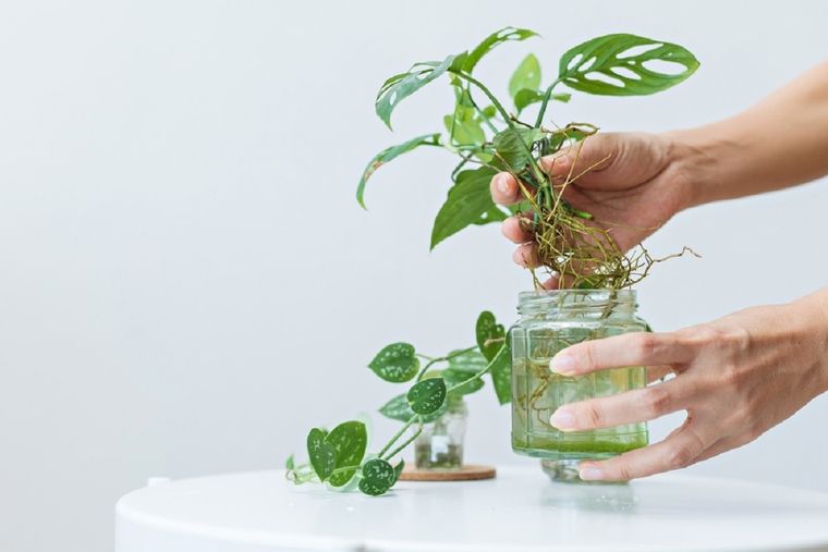 Llena tu jardín con plantas hermosas. Foto: Shutterstock