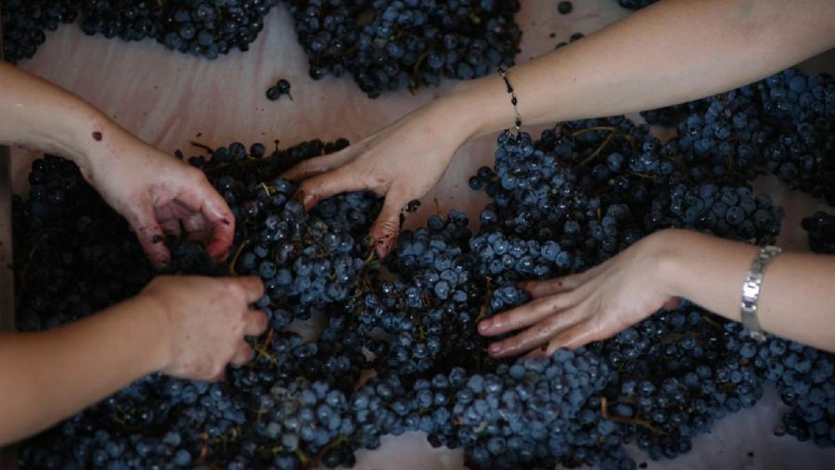 Solo tres de cada diez trabajadores de la vitivinicultura son mujeres