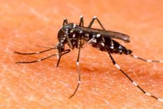siete nuevos casos de dengue autoctono en cordoba