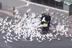 La mujer acechada por las hambrientas aves en las calles de Barcelona